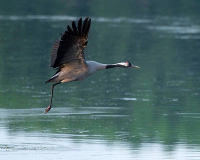 Crane (Grus grus) in flight over a lake, Lower Saxony, Germany
