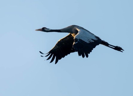 Crane (Grus grus) in flight, blue sky, Lower Saxony, Germany
