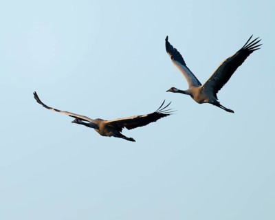 Crane (Grus grus), two cranes in flight, blue sky, Lower Saxony, Germany