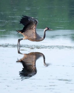 Crane (Grus grus) taking off to fly over a lake, reflection in the water, Lower Saxony, Germany