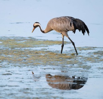 Crane (Grus grus) foraging in the shallow water zone of a lake, Lower Saxony, Germany