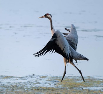 Crane (Grus grus) standing with open wings in the shallow water zone of a lake, Lower Saxony,