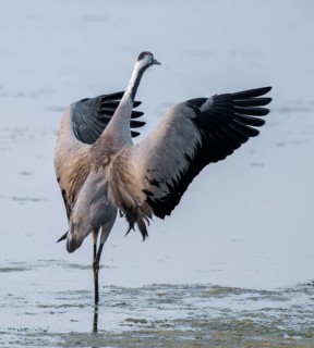 Crane (Grus grus) standing with open wings in the shallow water zone of a lake, Lower Saxony,