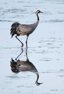 Crane (Grus grus) foraging in the shallow water zone of a lake, reflection in the water, Lower