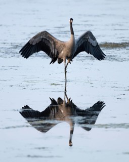 Crane (Grus grus) standing with open wings in the shallow water zone of a lake, reflection in the