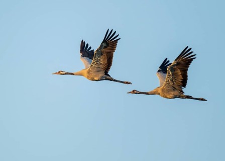 Crane (Grus grus), two cranes in flight, warm morning light, blue sky, Lower Saxony, Germany