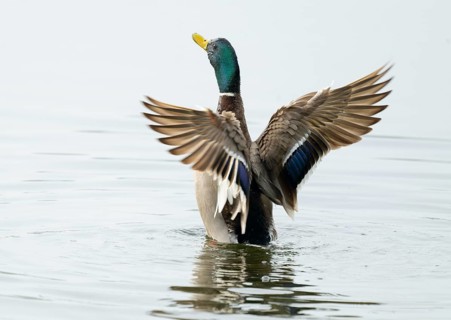 Mallard (Anas platyrhynchos), male, on a lake, flapping his wings, Lower Saxony, Germany