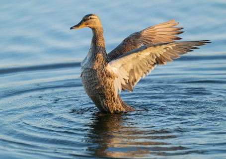 Mallard (Anas platyrhynchos), female, on a lake, flapping her wings, blue water, Lower Saxony,