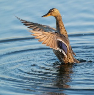 Mallard (Anas platyrhynchos), female, on a lake, flapping her wings, blue water, Lower Saxony,