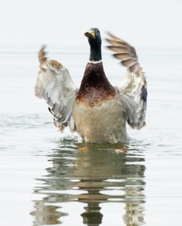 Mallard (Anas platyrhynchos), male, on a lake, flapping his wings, Lower Saxony, Germany