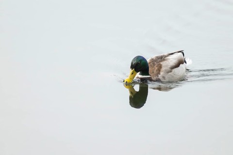 Mallard (Anas platyrhynchos), male swimming on a lake, Lower Saxony, Germany