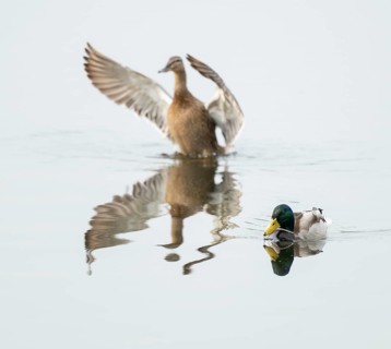 Mallard (Anas platyrhynchos), male and female, on a lake, female flapping her wings, Lower Saxony,