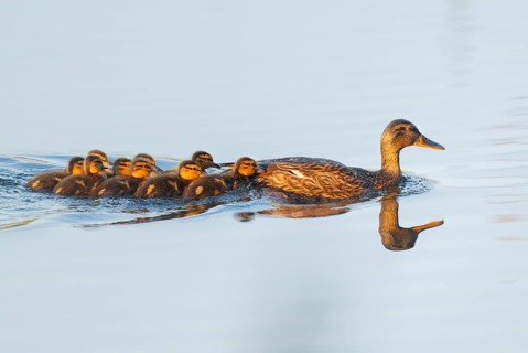 Mallard (Anas platyrhynchos), female, mother duck with chicks, young birds, swimming in the warm