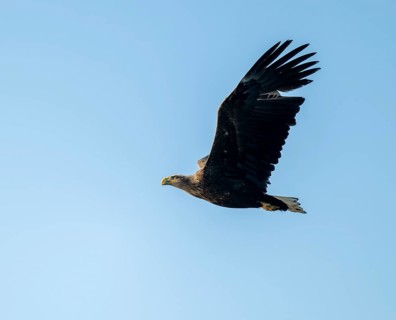 White-tailed eagle (Haliaeetus albicilla) in flight looking for food, blue sky, Lower Saxony,