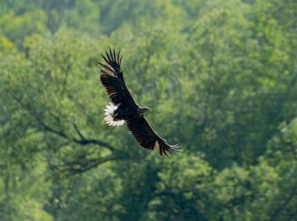 White-tailed eagle (Haliaeetus albicilla) in flight, looking for food, forest in the background,