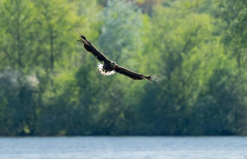 White-tailed eagle (Haliaeetus albicilla) in flight, foraging over a lake, Lower Saxony, Germany