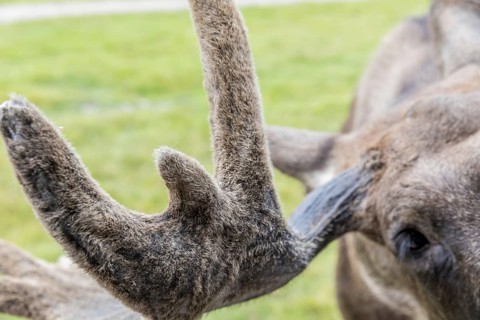 Hairy antlers of a moose (Alces alces), captive, moose safari in Virum Älkpark near Vimmerby,