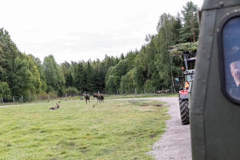 Moose (Alces alces), captive, moose safari in Virum Älkpark near Vimmerby, Kalmar län, Sweden