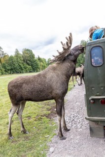 Feeding the moose (Alces alces), captive, moose safari in Virum Älkpark near Vimmerby, Kalmar län,