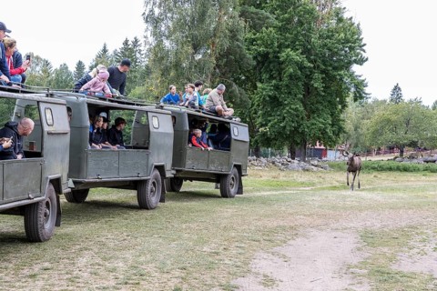 Tractor pulls several trailers with visitors sitting inside or on top of the roof, elk safari in