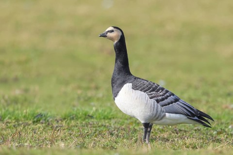 White-fronted goose or barnacle goose (Branta leucopsis), standing in a meadow in the wintering