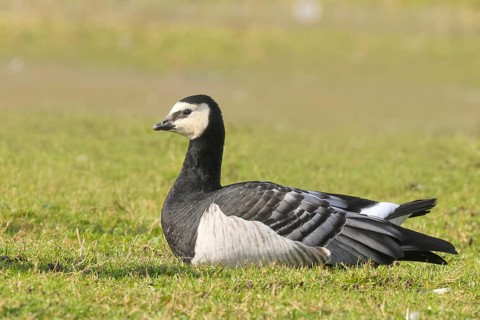 White-fronted goose or barnacle goose (Branta leucopsis), resting in a meadow in the wintering