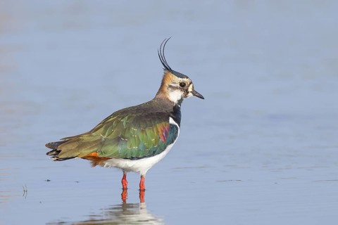 Lapwing (Vanellus vanellus), in splendid plumage, standing in shallow water, nature reserve on the