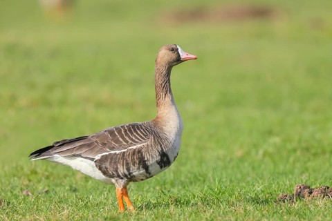 White-fronted goose (Anser albifrons), standing in a meadow in the wintering area, nature