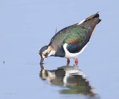 Lapwing (Vanellus vanellus), splendid plumage, drinking water, nature reserve on the Rhine, old