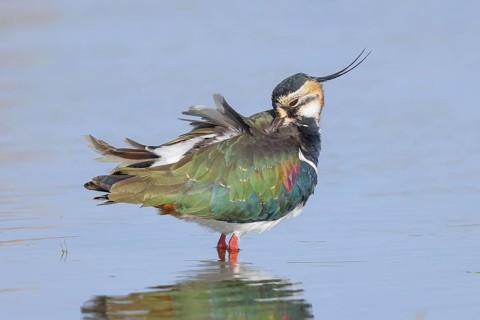 Lapwing (Vanellus vanellus), in splendid plumage, standing in shallow water, preening its feathers,