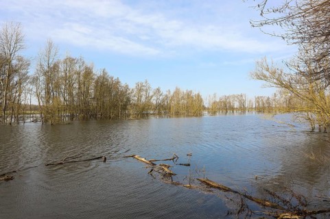 Bislicher Insel, in winter, floods in the floodplains due to Rhine flooding, nature reserve on the
