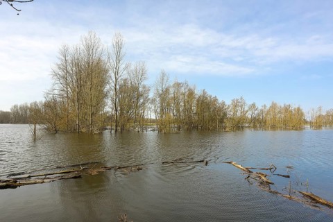 Bislicher Insel, in winter, floods in the floodplains due to Rhine flooding, nature reserve on the