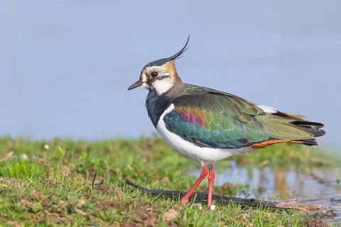 Lapwing (Vanellus vanellus), in splendid plumage, foraging on a bank, nature reserve on the Rhine,