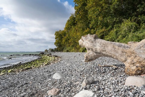 Tree trunk on the coast, stones on the shore, Jasmund National Park, Sassnitz, Rügen, island,