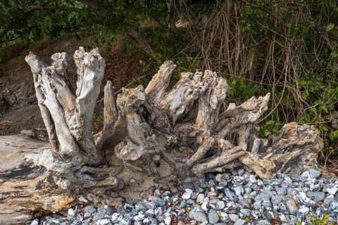 Tree roots on Gakower Ufer, dead wood, Sassnitz, Jasmund National Park, Rügen, island, Baltic Sea,