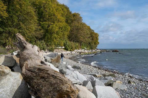 Coast near Sassnitz, tree trunk and stones on the shore, Jasmund National Park, Rügen, island,