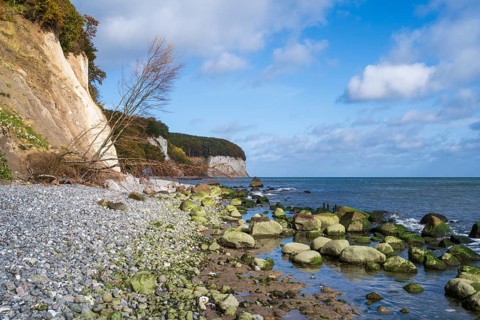 Chalk coast, cliffs, stones on the shore, dead tree, Jasmund National Park, Sassnitz, Rügen,