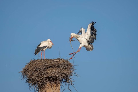 Two white storks (ciconia ciconia) can be seen in a tree. One is on the nest while the other