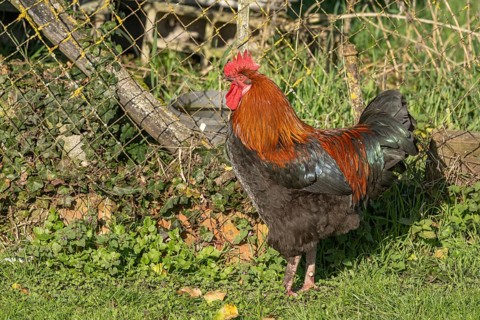 Cock is standing in the field. The morning sun gives its plumage a wonderful light. He observes his