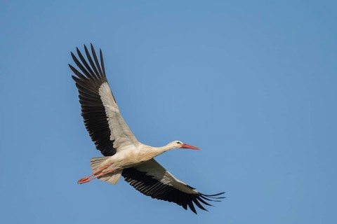 The white stork (ciconia ciconia) flies across the blue sky. Its body is white with black wings. It