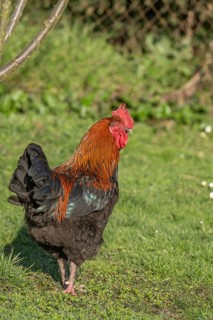 Cock is standing in the field. The morning sun gives its plumage a wonderful light. He observes his