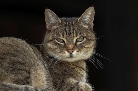 A gray cat is lying on a piece of furniture. He's looking straight ahead. The light is dimmed and