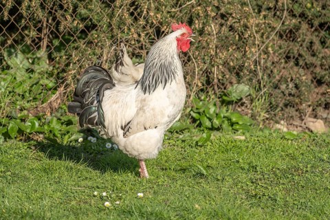 Cock is standing in the garden. The grass is green with a few white flowers. It is sunny and cock