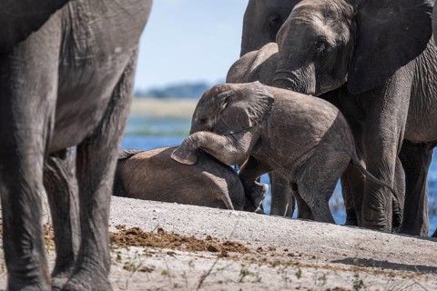 Baby elephant (Loxodonta africana) crawling onto another young elephant surrounded by the elephant