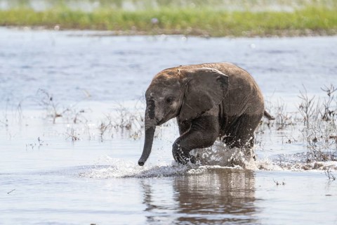 Baby elephant (Loxodonta africana) walking through shallow water of the Chobe River. Chobe National