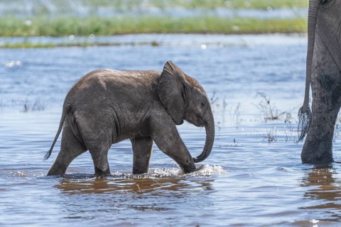 Baby elephant (Loxodonta africana) walking behind it's mom through shallow water of the Chobe River