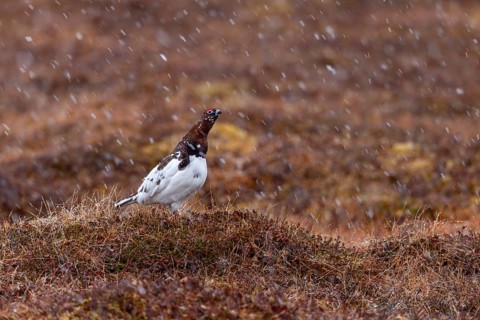 A grouse (Lagopus lagopus) male stands on a hill in the tundra in the snowfall, snowfall,