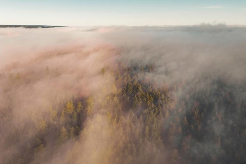 Thick fog over a forest at sunrise, with soft colors and a peaceful morning atmosphere, Gechingen,
