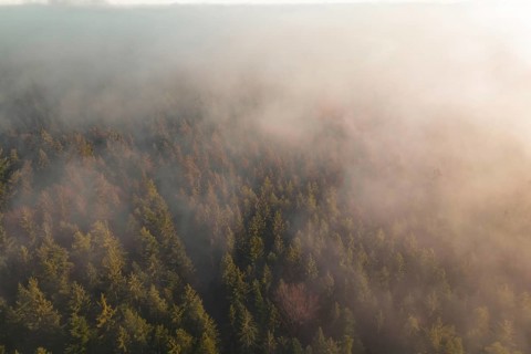 Aerial view of wooded area with fog moving across trees, soft and calm atmosphere, Gechingen, Calw