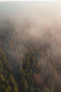 Mystical forest scene with thick fog and trees creating a calm and mysterious atmosphere,